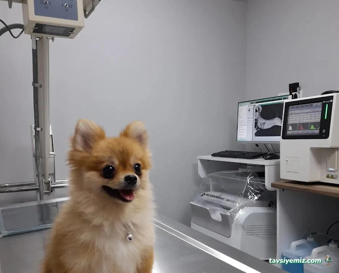 Masadağı Veteriner Kliniği