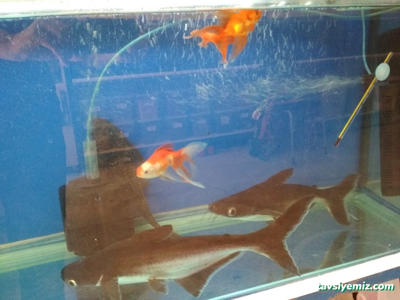 M.d. Akvaryum Pet Shop