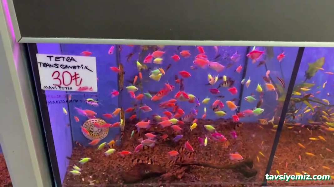 M.d. Akvaryum Pet Shop