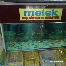 Melek Akvaryum Ve Kuş Dünyası