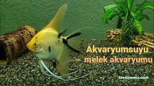 Melek Akvaryum Ve Kuş Dünyası