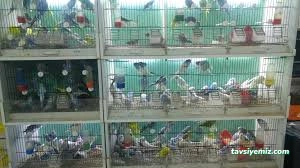 Mercan Petshop Kırıkkale