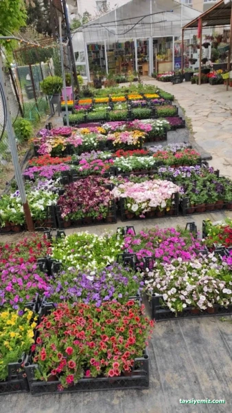 Meriç Süs Bitkileri Ve Çevre Düzenleme