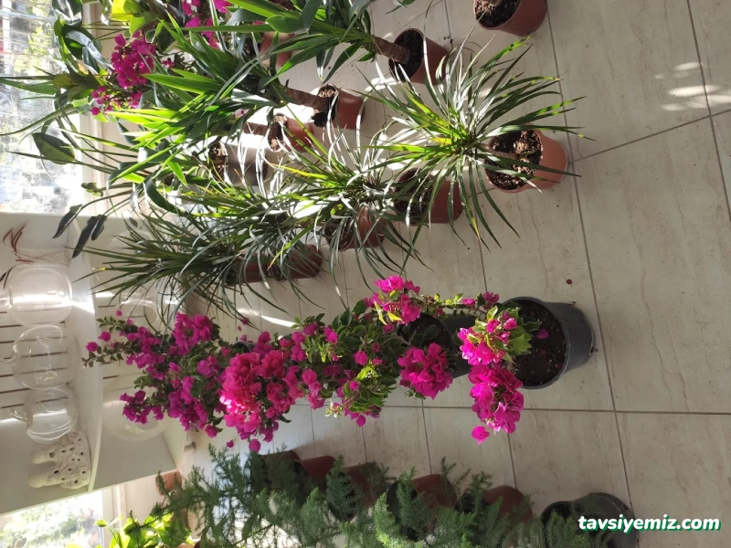 Meriç Süs Bitkileri Ve Çevre Düzenleme