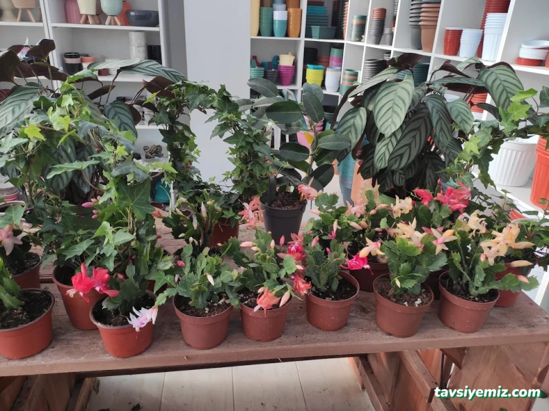 Meriç Süs Bitkileri Ve Çevre Düzenleme