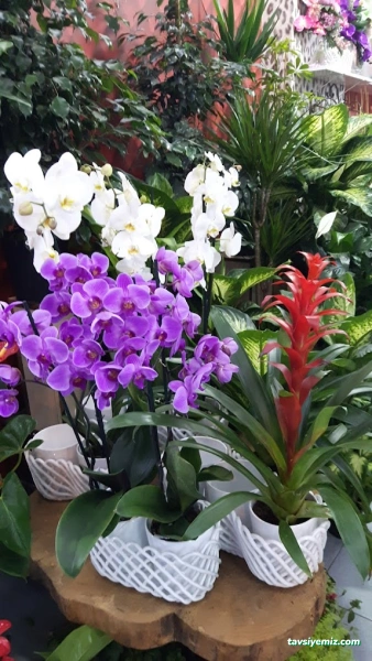 Mersin Çiçek 33 Çiçekçilik