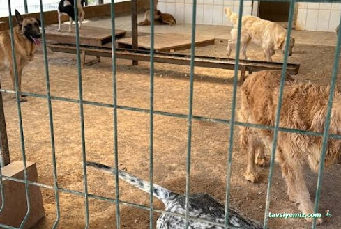 Mersin Hayvan Barınağı