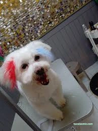 Mersin Pet Kuaför Leydi Petshop