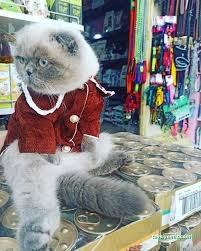 Mersin Pet Kuaför Leydi Petshop