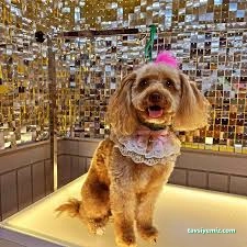 Mersin Pet Kuaför Leydi Petshop