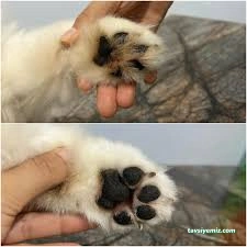 Mersin Pet Kuaför Leydi Petshop