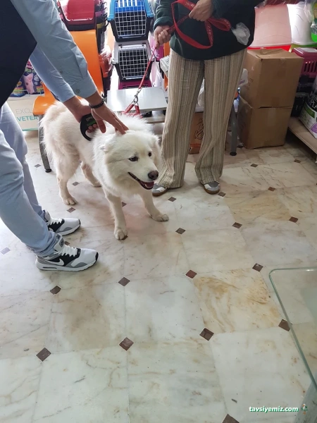 Merter Veteriner Kliniği