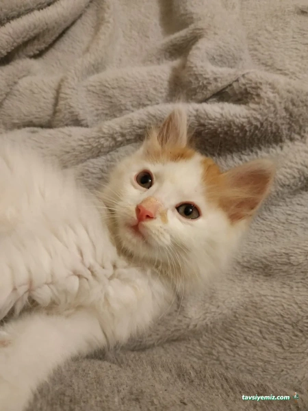 Merter Veteriner Kliniği