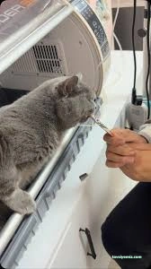 Miavv Veteriner Kliniği Erzurum