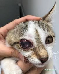 Miavv Veteriner Kliniği Erzurum