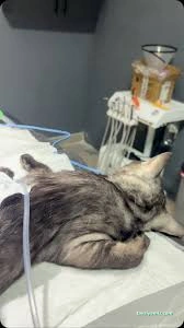 Miavv Veteriner Kliniği Erzurum