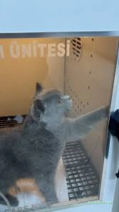 Miavv Veteriner Kliniği Erzurum