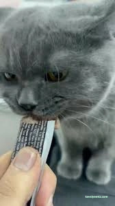 Miavv Veteriner Kliniği Erzurum