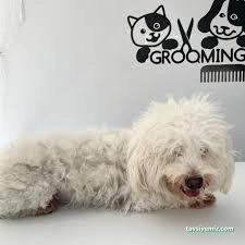 Mina Petshop & Pet Kuaför