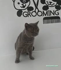 Mina Petshop & Pet Kuaför