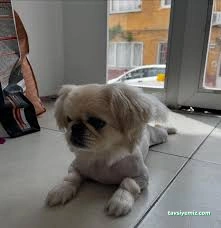 Mina Petshop & Pet Kuaför