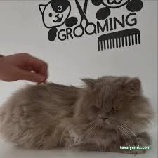 Mina Petshop & Pet Kuaför