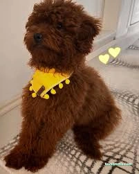 Mina Petshop & Pet Kuaför