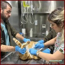 Minik Dost Veteriner Kliniği