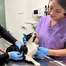 Minik Dost Veteriner Kliniği