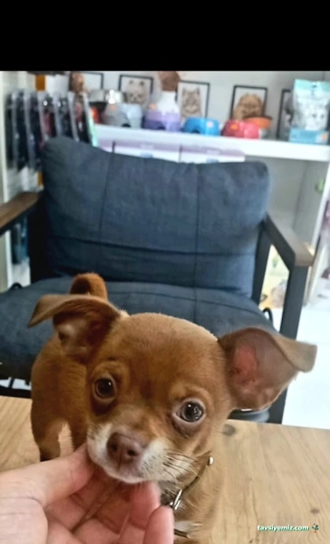 Minik Patiler Veteriner Kliniği