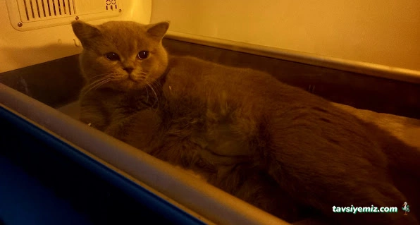 Minik Patiler Veteriner Kliniği