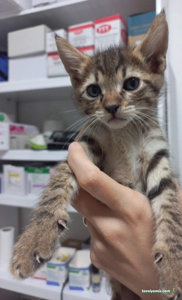 Minik Patiler Veteriner Kliniği