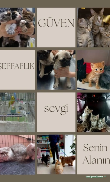 Minik Patiler Veteriner Kliniği