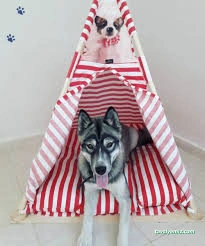 Minik Pet Otel / Kuaför