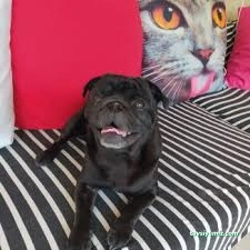 Minik Pet Otel / Kuaför