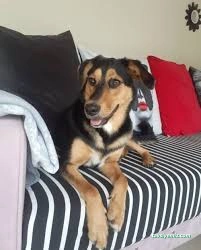 Minik Pet Otel / Kuaför