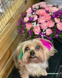 Miya Patili Köşk Petshop, Pet Kuaför, Pet Otel