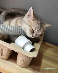 Miya Patili Köşk Petshop, Pet Kuaför, Pet Otel