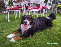 Miya Patili Köşk Petshop, Pet Kuaför, Pet Otel