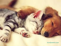 Miya Patili Köşk Petshop, Pet Kuaför, Pet Otel