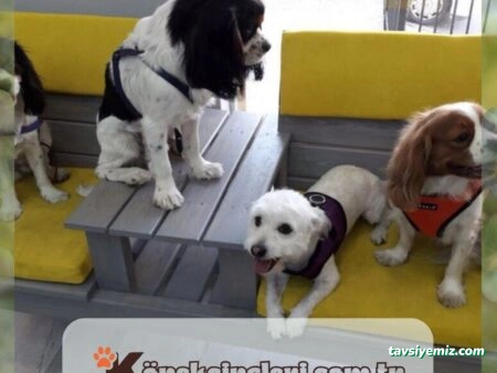 Miya Patili Köşk Petshop, Pet Kuaför, Pet Otel