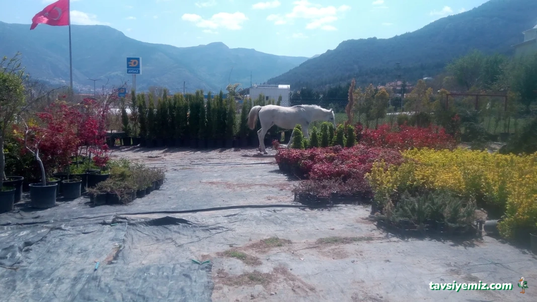 Mtk Peyzaj, Süs Bitkileri Fidanlığı Ve Bahçe Market