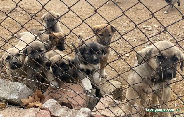 Muş Serhat Pet Shop