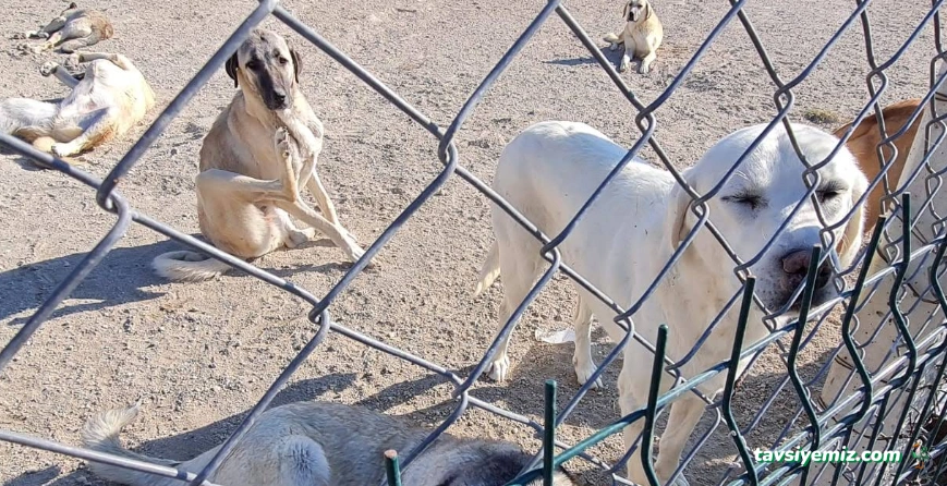 Muş Serhat Pet Shop