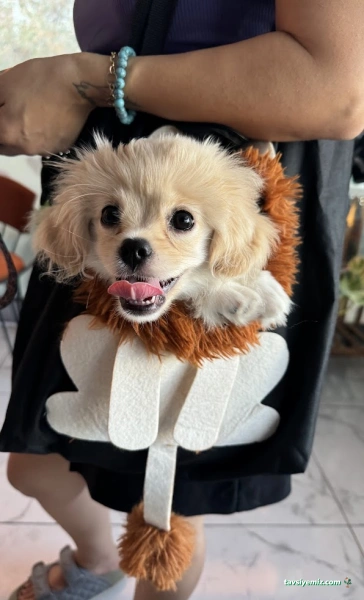 Mutlu Kuyruklar Veteriner Kliniği