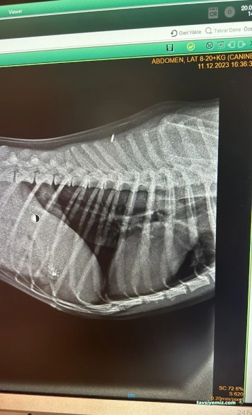 Mutlu Kuyruklar Veteriner Kliniği