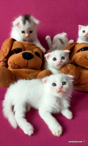 Mutlu Kuyruklar Veteriner Kliniği