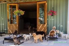 Mutlu Patiler Kedi Köpek Oteli