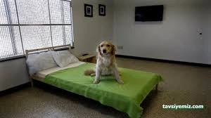 Mutlu Patiler Kedi Köpek Oteli