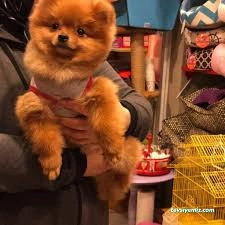 Mutlu Patiler Petshop